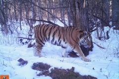 © ZSL Russia/ Linda Kerley