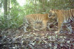 © FFI/KSNP/Panthera