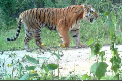 © WCS China