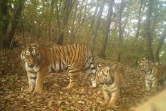 @WCS China