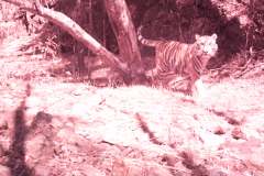 © ZSL 2019