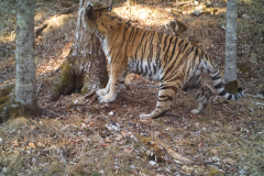 © ZSL 2019