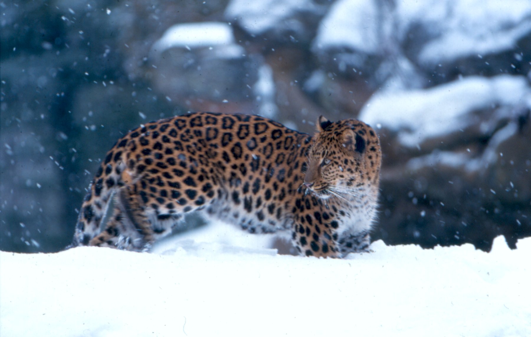 Amur leopard