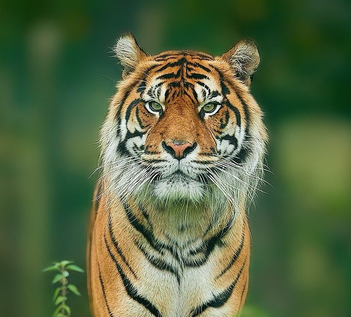 Sumatran tiger with green blurred background