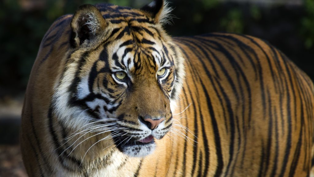 Coexistence with tigers, large carnivore attacks