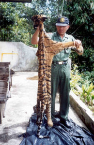 Confiscated Sumatran tiger skin