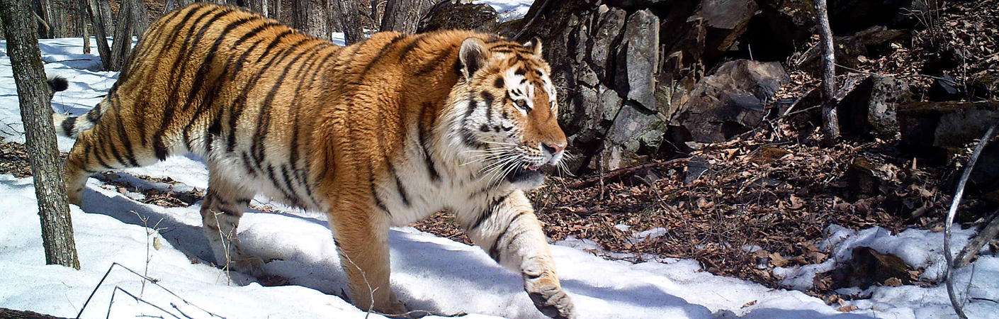 Amur Tiger Conservation in Lazovsky Zapovednik (ZSL Russia) | WildCats ...