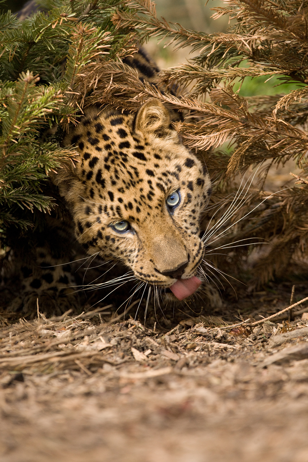 Amur leopard image