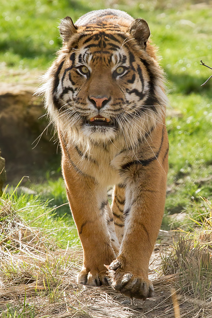 Amur Tiger - WAZA