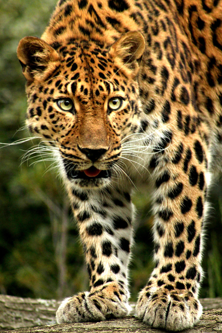 Amur Leopard Facts - WildCats Conservation Alliance