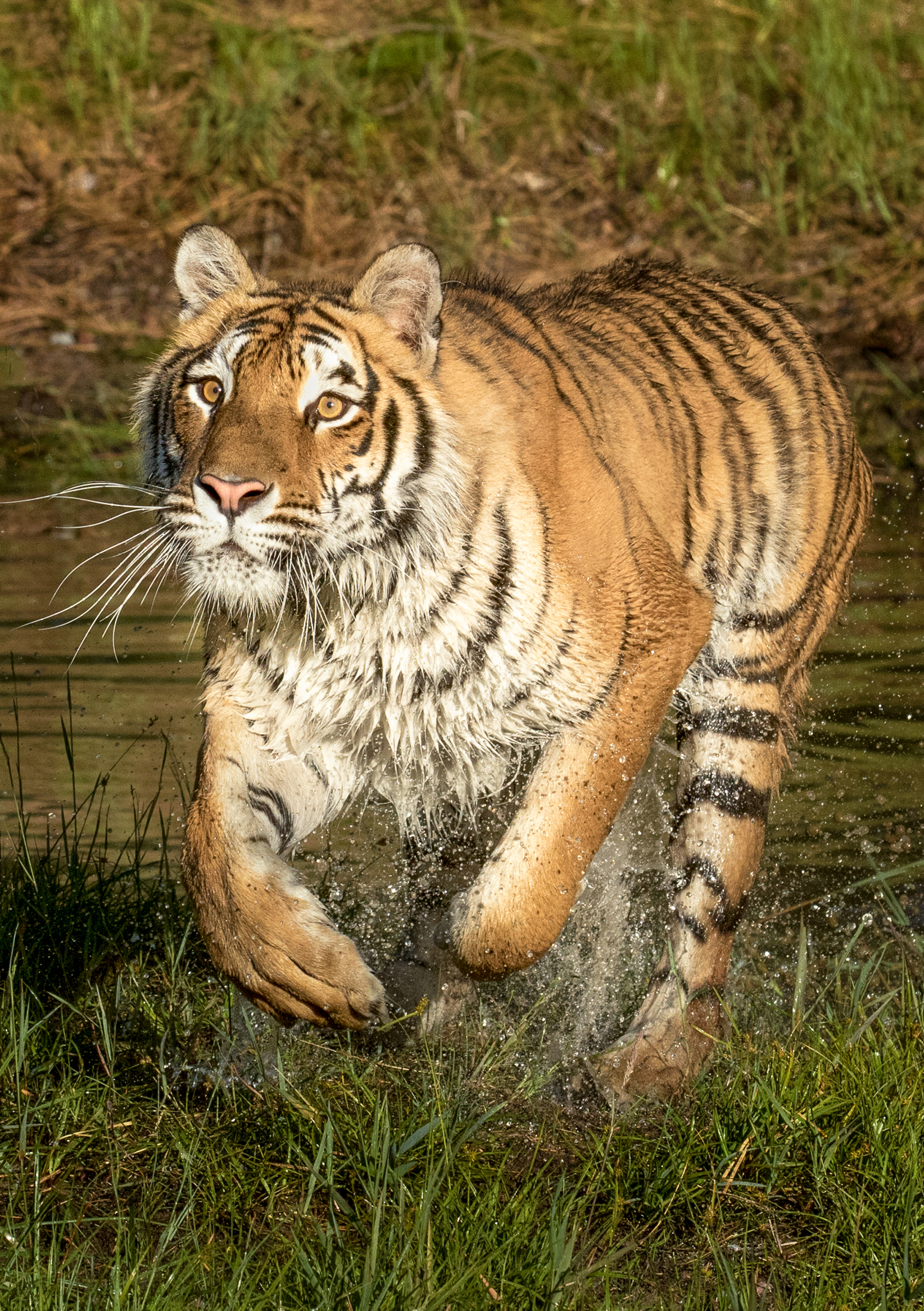 Amur tiger Zita