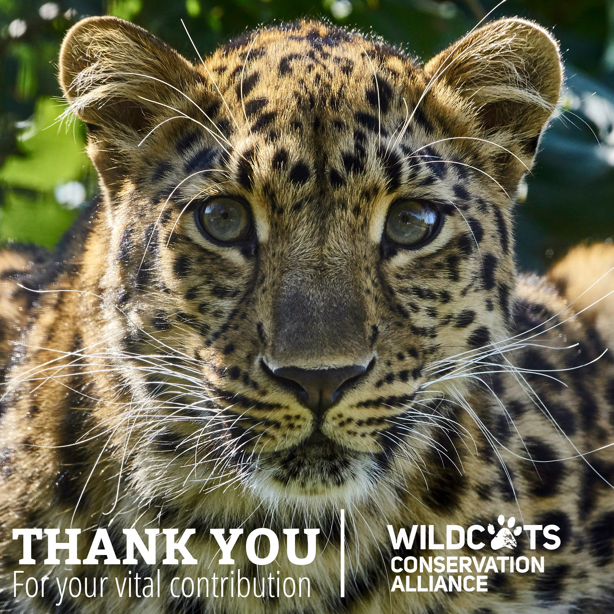 Thank you for your donation to Amur cats