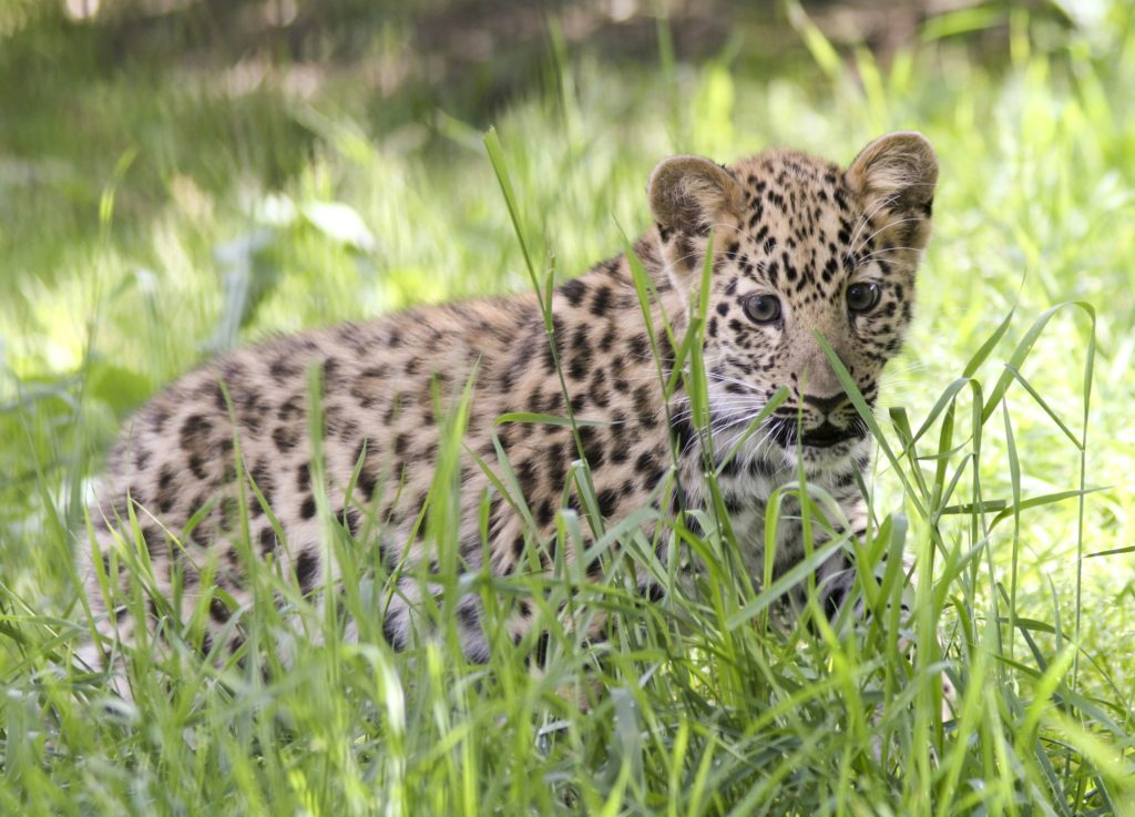 Amur leopard information - WildCats Conservation Alliance