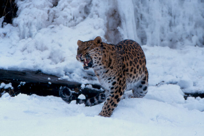 amur leopard population 2018