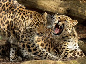 amur leopard information