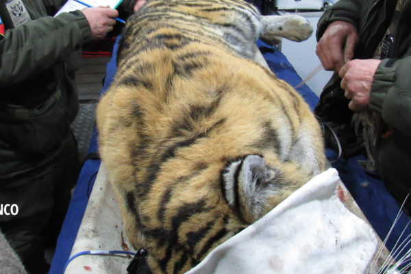 PRNCO | Kamaz Mobile Veterinary Unit "Tiger Ambulance"  | First Rescue
