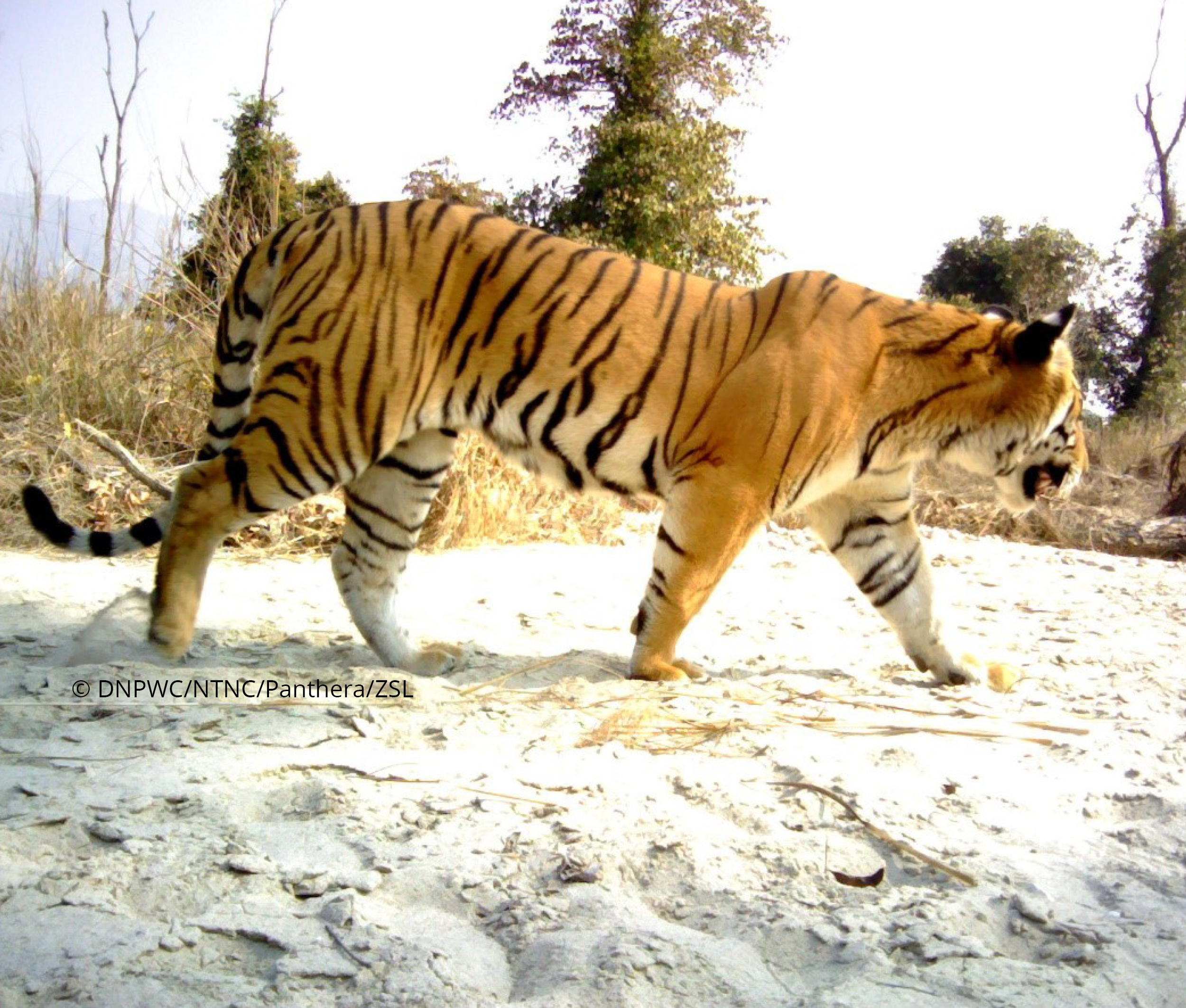 Nepal and India Count their Bengals in Tiger Census