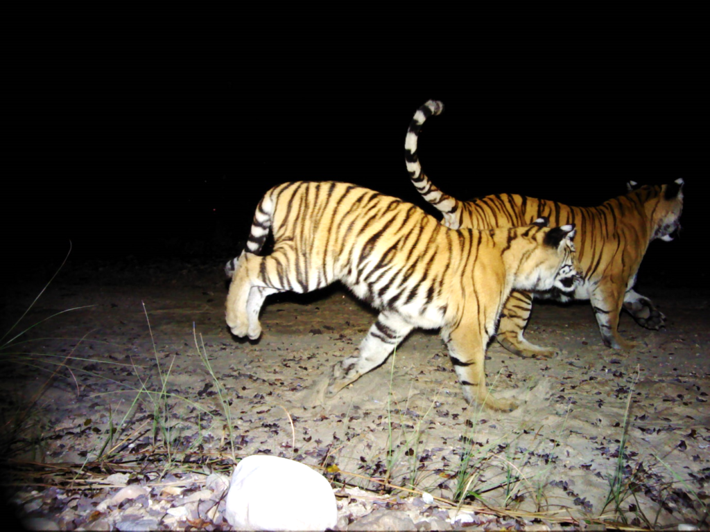 Securing the future for Nepal's tigers - WildCats Conservation Alliance