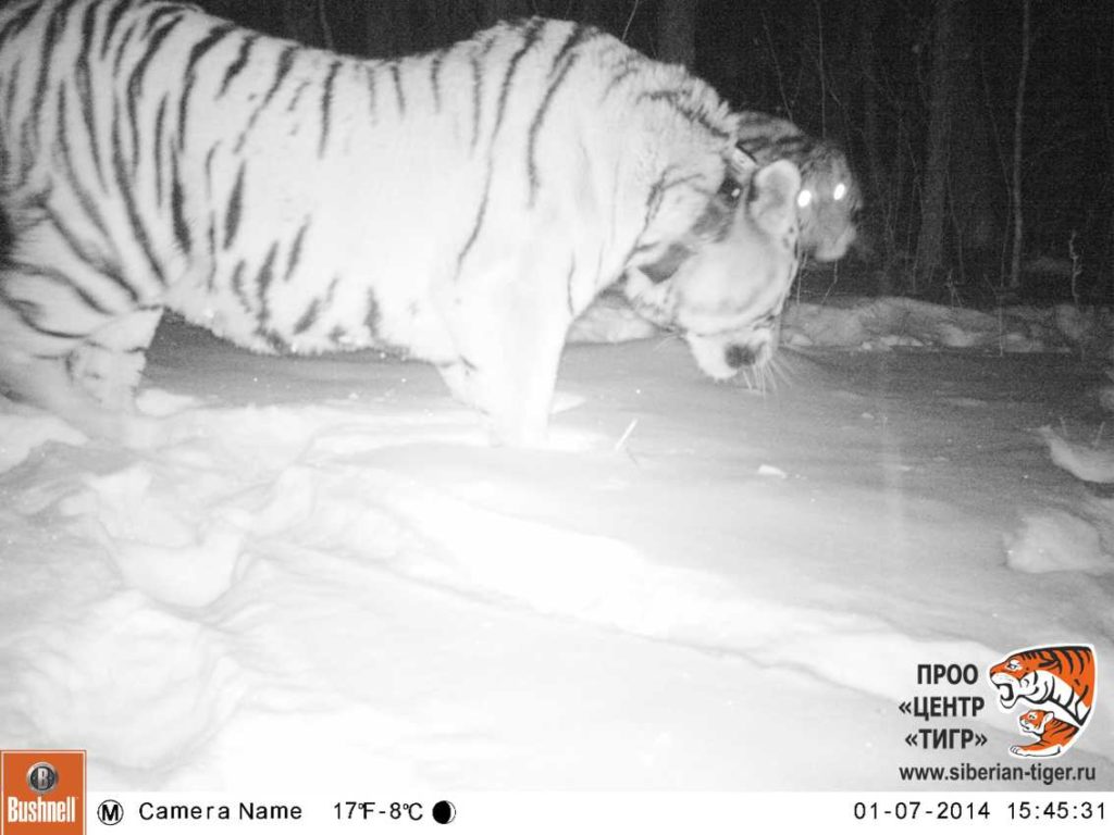 tiger monitoring in russia
