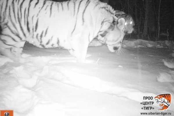 tiger monitoring in russia