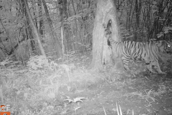 PRNCO | July Amur tiger monitoring