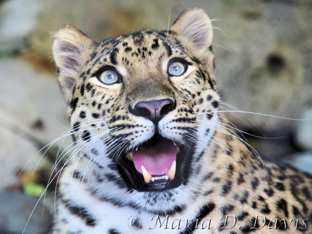 amur leopard pictures