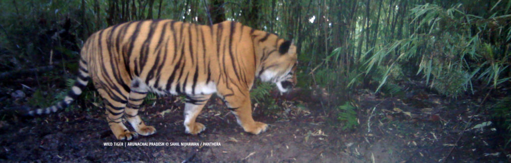 coexistence with tigers