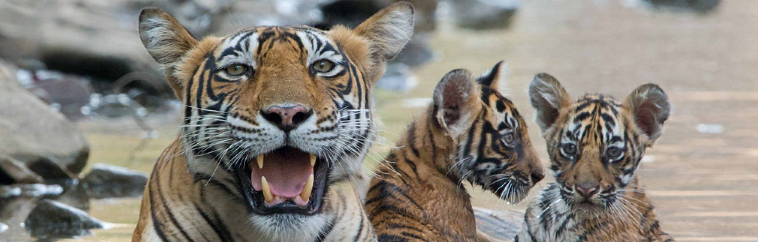 noor queen of ranthambore