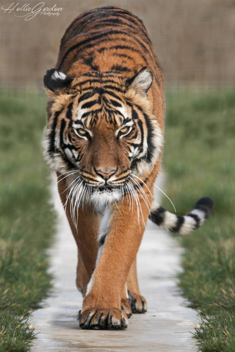 Hamerton Zoo donates to wild tiger conservation fund | WildCats