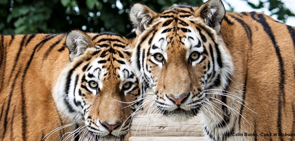 Zoos that donate to tiger conservation | Amur tigers from Woburn Safari Park © Colin Banks