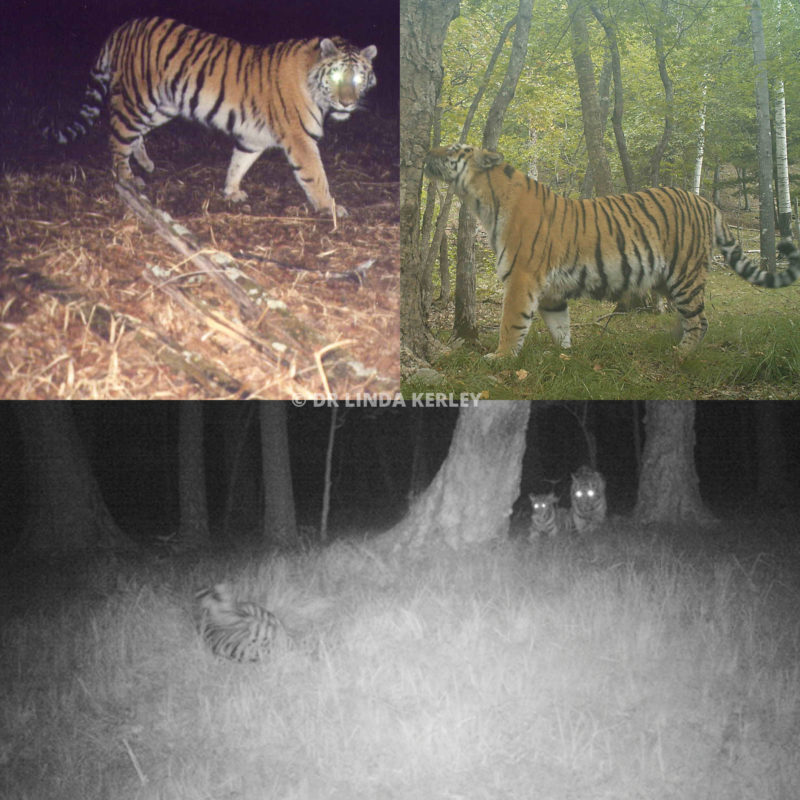 How long do wild Amur tigers live? - WildCats Conservation Alliance