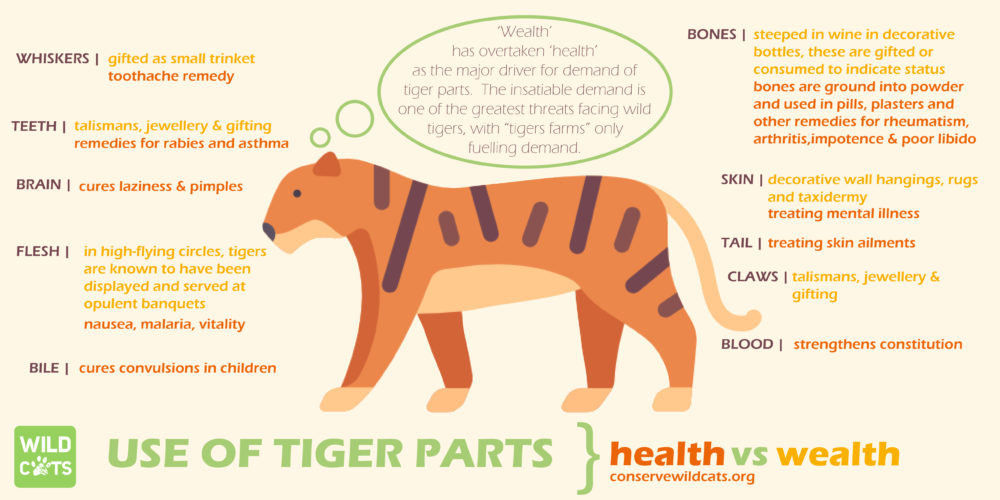 Why do people poach tigers? Health vs Wealth WildCats Conservation