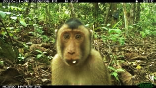 What do tigers eat - Macaque pauses for a selfie
