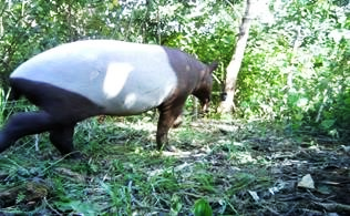 What do tigers eat - camera trap image of a tapir