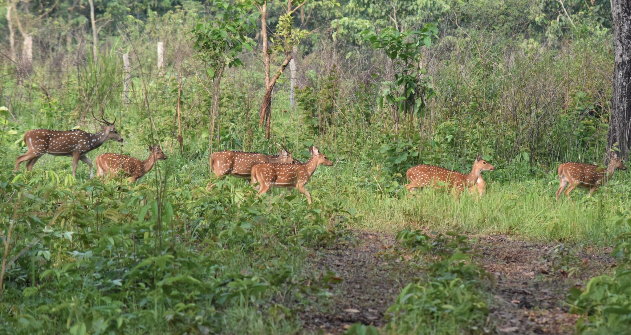 Increasing Tiger Numbers - Wildcats Conservation Alliance