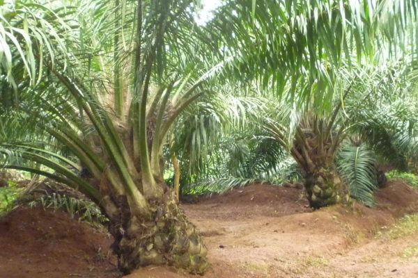 oil palms grown for palm oil
