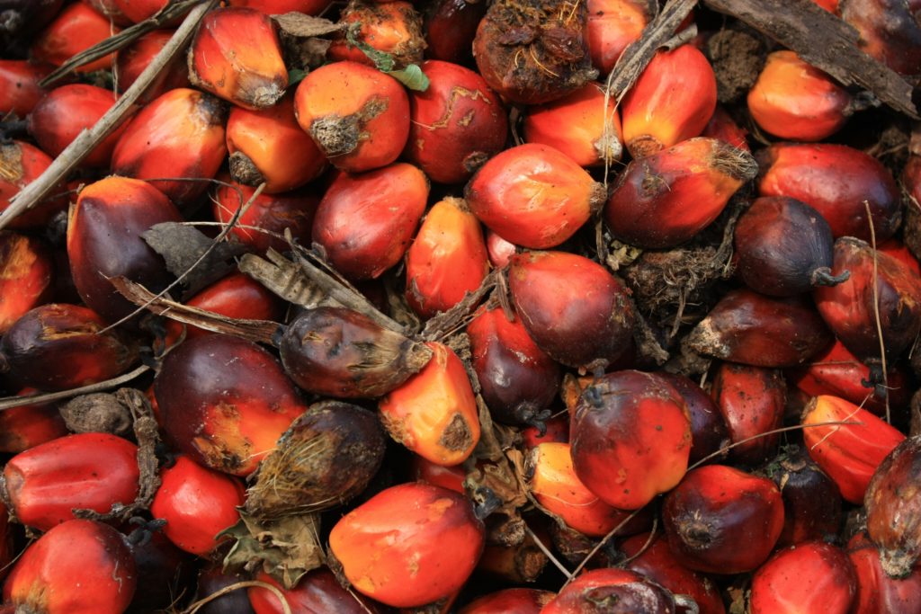 close up of palm oil kernels for oil palm