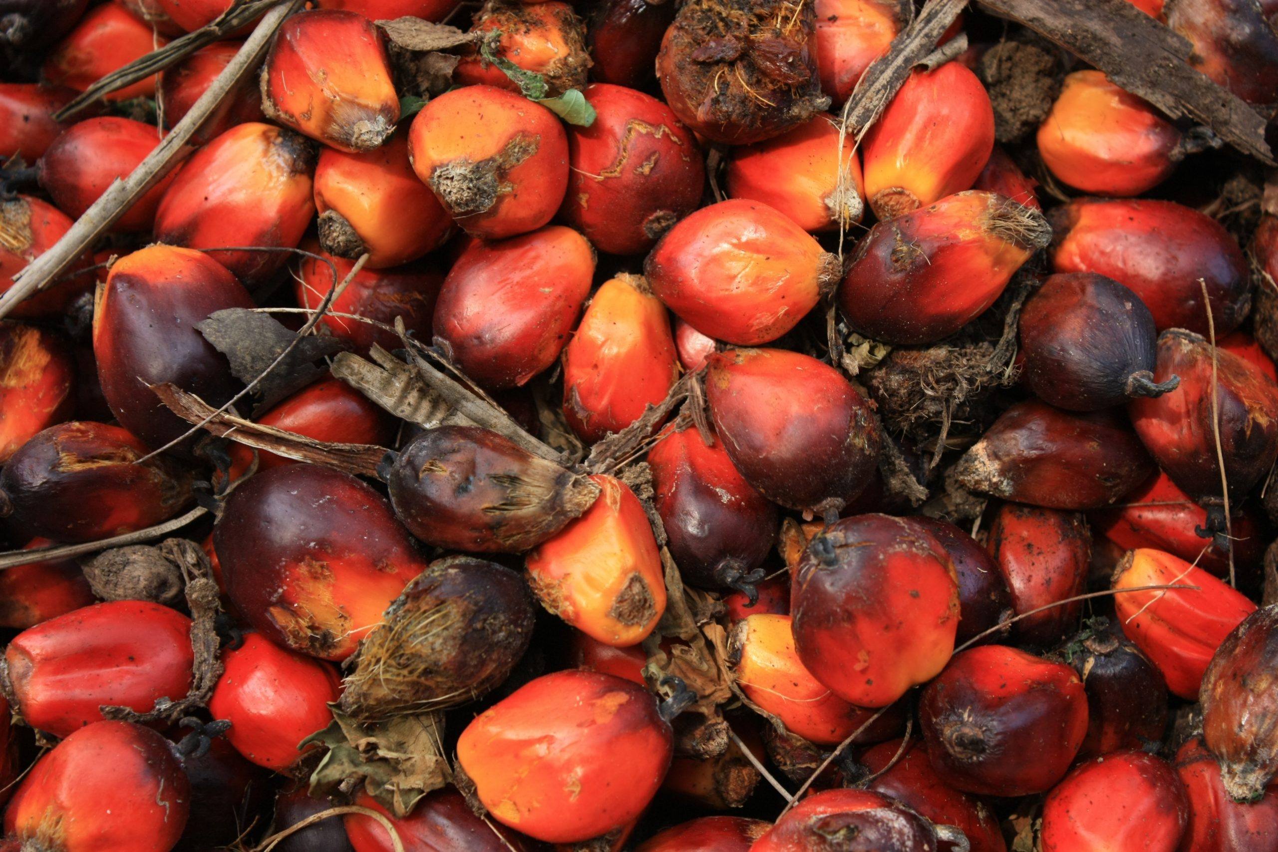 Palm Oil 101: Everything You Need to Know - EcoWatch