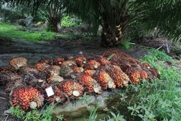 oil palms fruit, cut and waiting to be collected for palm oil