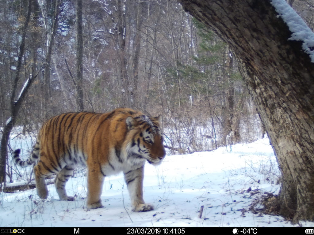 Wild tiger walking in snow