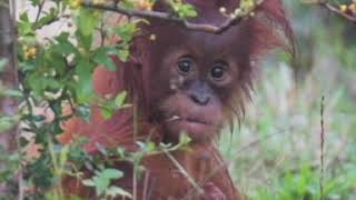 Image of young orangutan