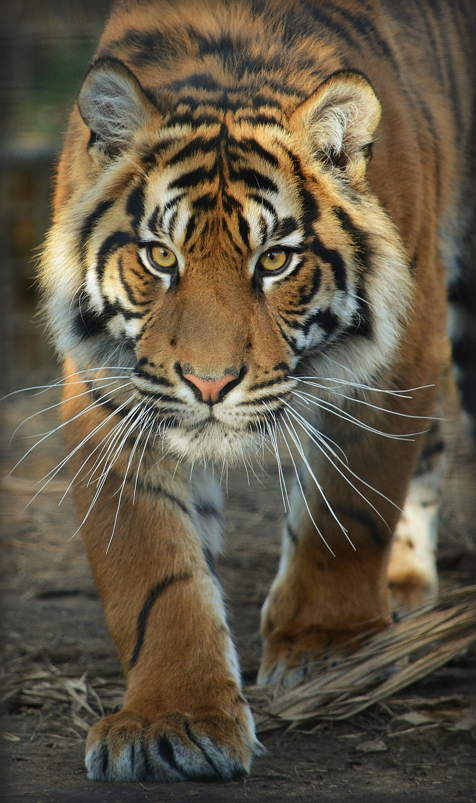 Sumatran tiger walking