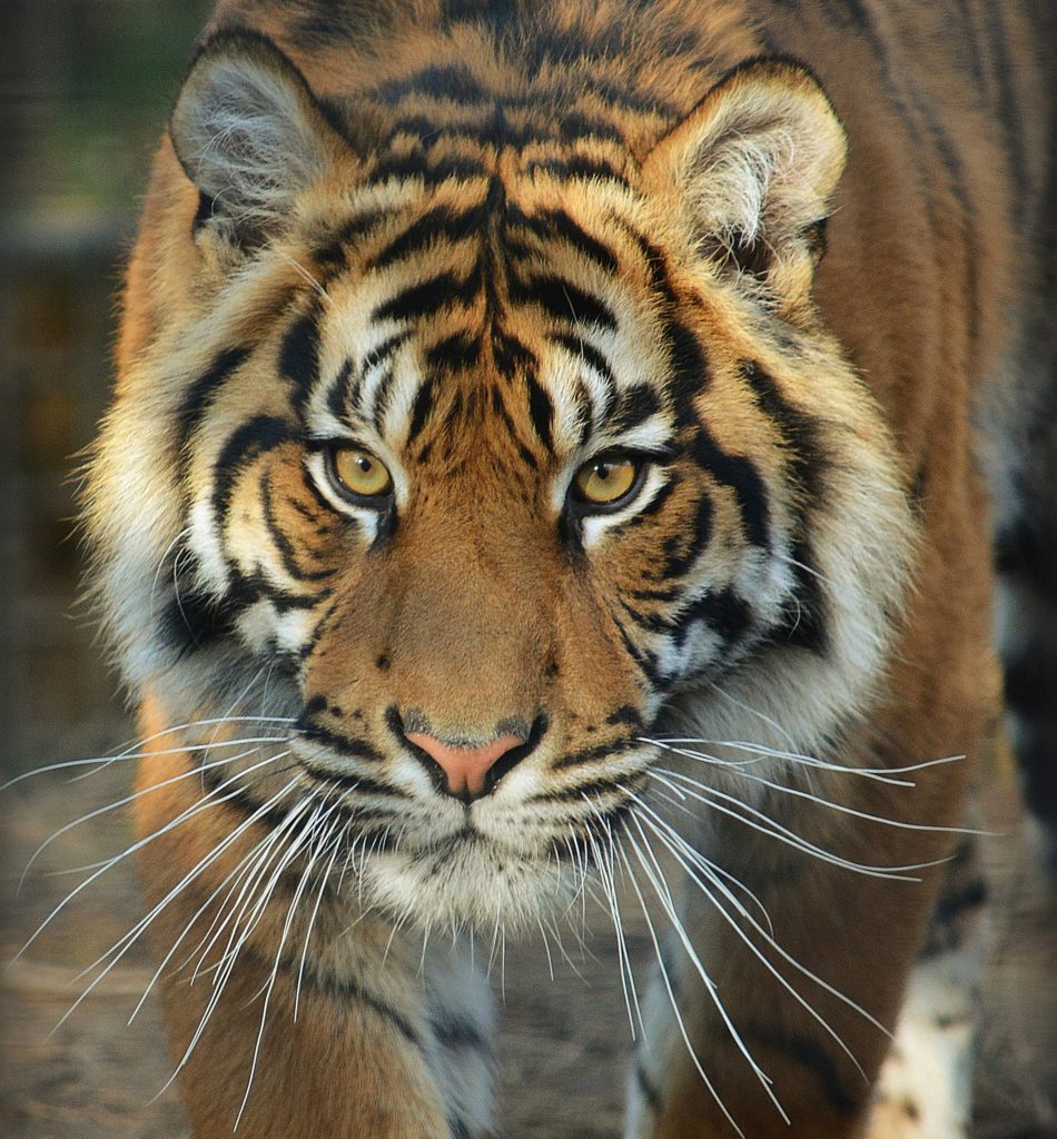 Sumatran Tiger West Midlands Safari