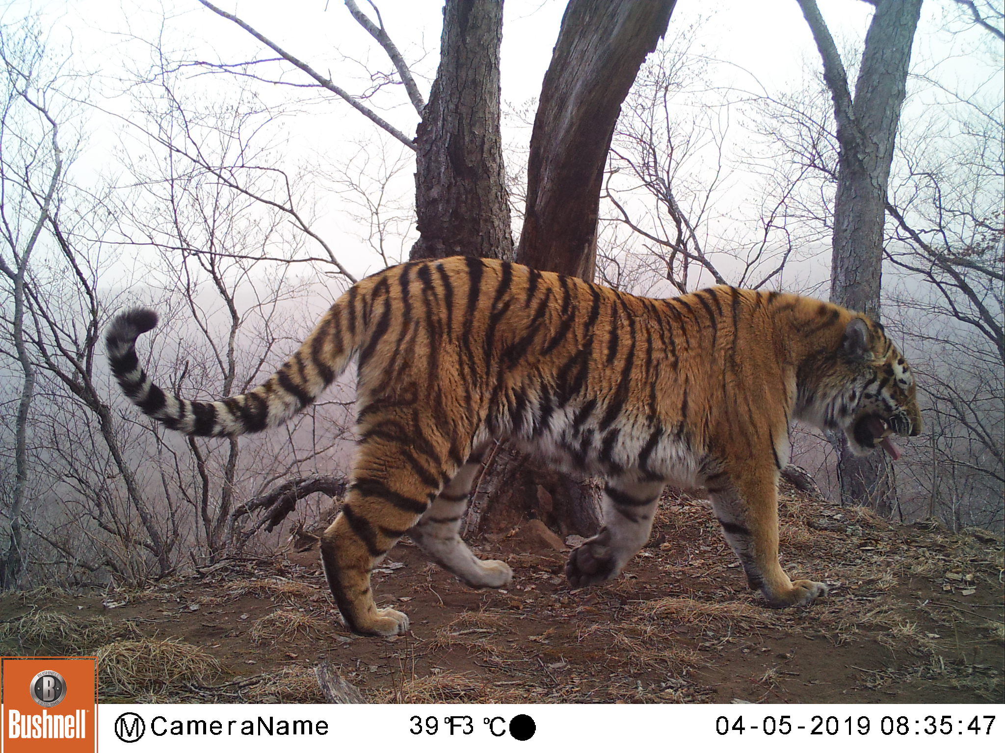 remote camera image tiger