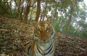 A young wild Indochinese tiger under threat from illegal wildlife trade.