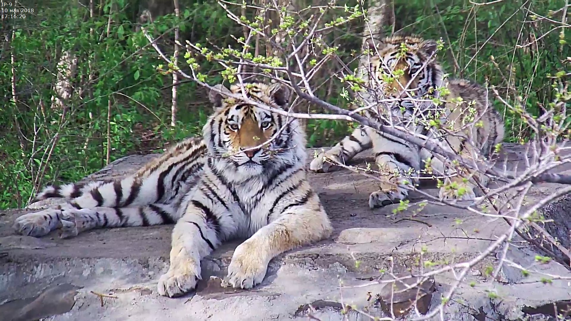 Orphaned tiger cub rescue - WildCats Conservation Alliance