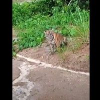 human-tiger conflict