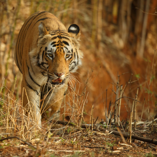 Tiger numbers increase but populations are still fragile - WildCats ...