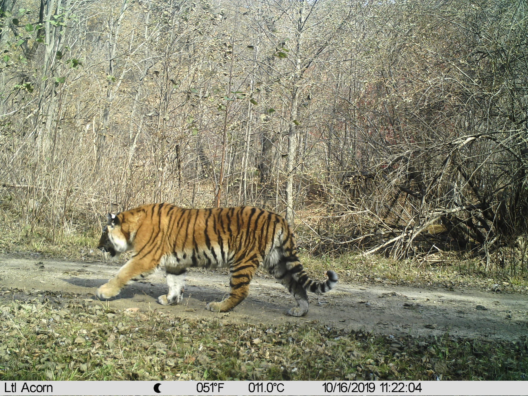 Living amongst apex predators - WildCats Conservation Alliance