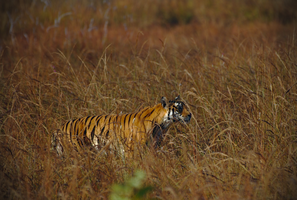 Parsa National Park - the saviour of tiger (ZSL)